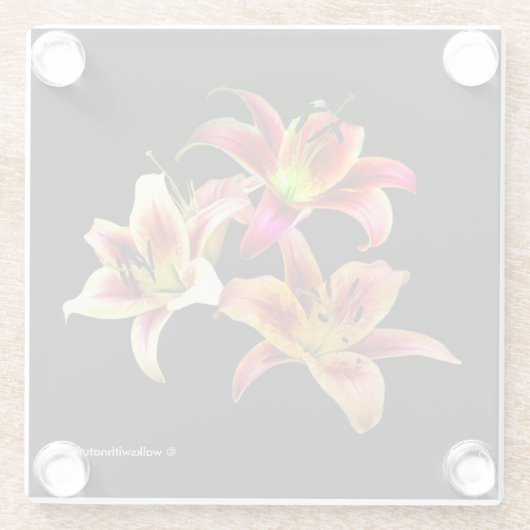 黄エレガント色ピンクデイリーフローラのトリオ ガラスコースター (裏面)