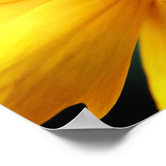 黄デイジー花花びらと中閉じ ポスター (角)