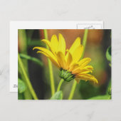 黄デイジー ポストカード (正面/裏面)
