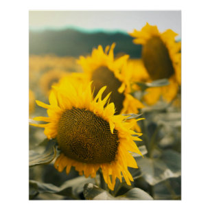 黄ハーディひまわりアートひまわりの写真 ポスター