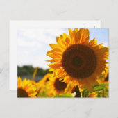 黄ハーディひまわりアートひまわりの写真 ポストカード (正面/裏面)
