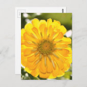 黄フローラ黄花黄デイジー ポストカード (正面/裏面)