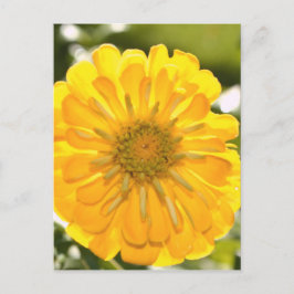 黄フローラ黄花黄デイジー ポストカード