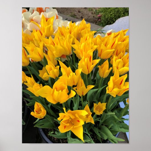 黄ユニークチューリップ ポスター (正面)