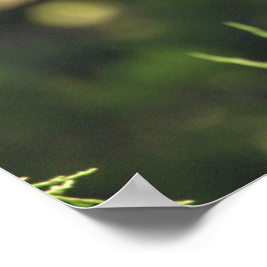 黄冠のナイトヘロンのポスター ポスター (角)