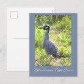 黄冠のナイトヘロン葉書 シーズンポストカード (正面/裏面)