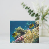 黄及び黒蝶形魚 ポストカード (スタンド正面)