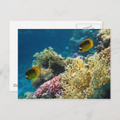 黄及び黒蝶形魚 ポストカード (正面/裏面)