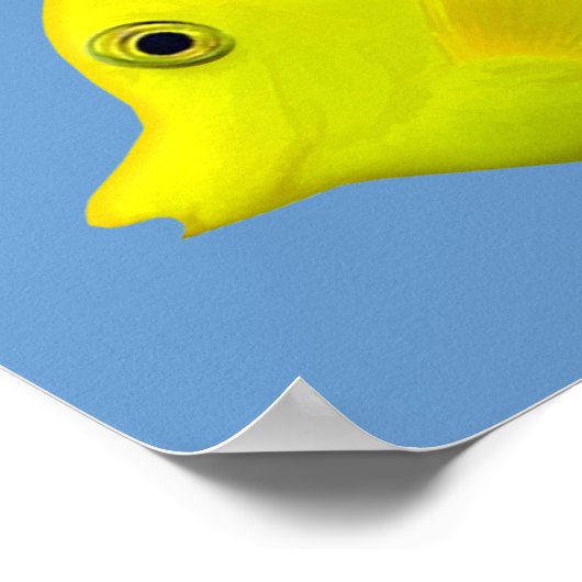 黄唐熱帯魚 ポスター (角)