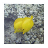 黄唐魚 タイル (正面)