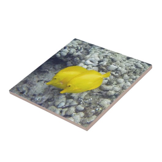 黄唐魚 タイル (側面)