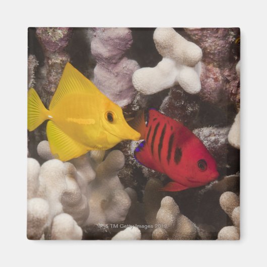 黄唐 マグネット (正面)