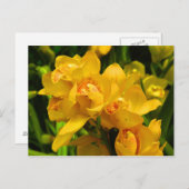 黄実在色の花 ポストカード (正面/裏面)