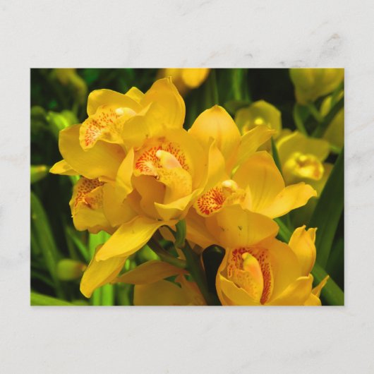 黄実在色の花 ポストカード (正面)