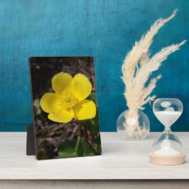 黄庭花 フォトプラーク