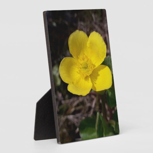 黄庭花 フォトプラーク (側面)