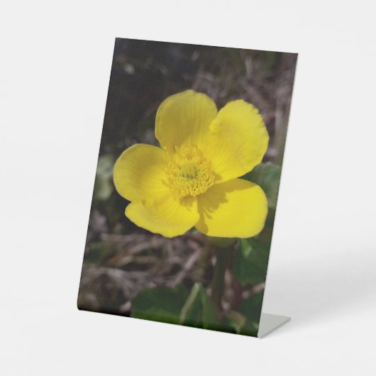 黄庭花 台座サイン (正面)