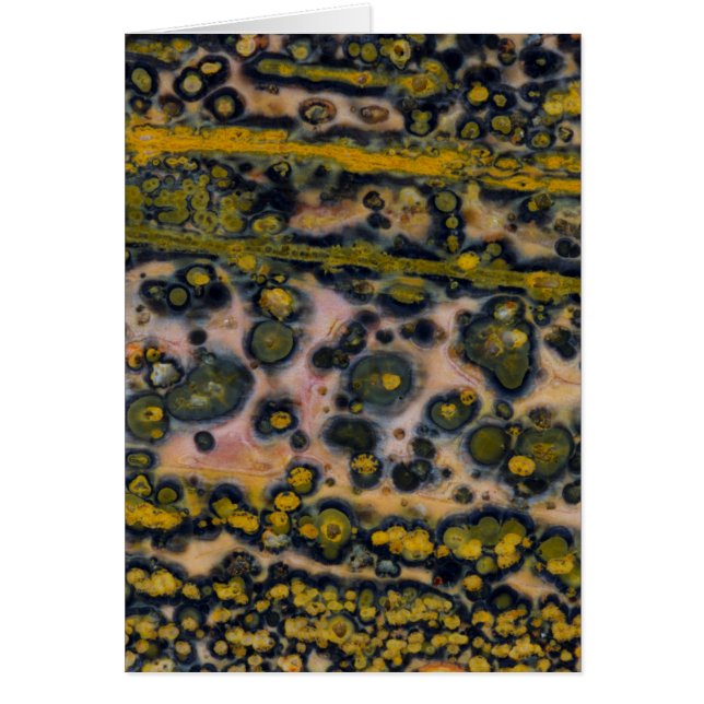 黄斑海カケス (正面)