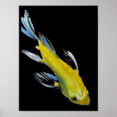 黄日本のコイ水色 ポスター (正面)