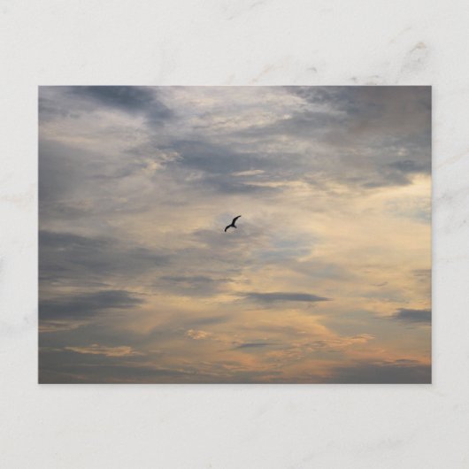 黄昏のビーチのカモメ 鳥の写真 ポストカード (正面)