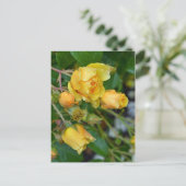 黄春バラフローラプリントはがき ポストカード (スタンド正面)