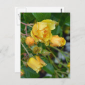黄春バラフローラプリントはがき ポストカード (正面/裏面)