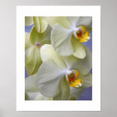 黄淡い色のガ蘭フローラ ポスター (正面)