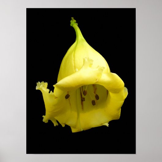 黄熱帯花 ポスター (正面)