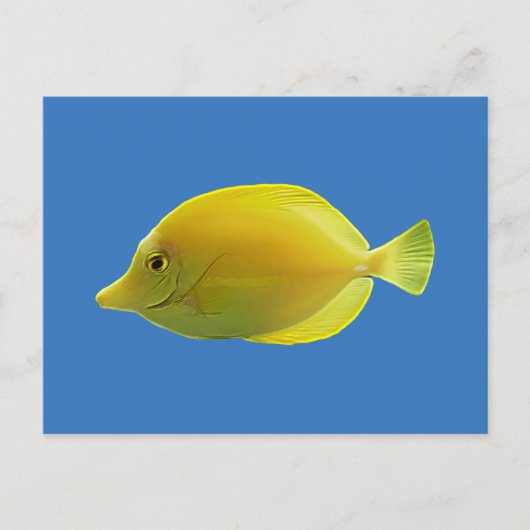 黄熱帯魚 ポストカード (正面)
