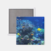 黄熱帯魚 マグネット (正面/裏面)