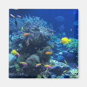 黄熱帯魚 マグネット (正面)