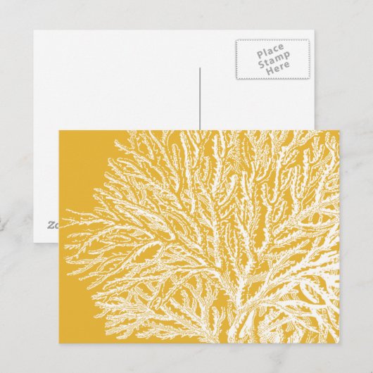 黄珊瑚 ポストカード (正面/裏面)