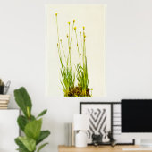 黄目草 ポスター (ホームオフィス)