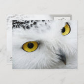 黄目雪フクロウ ポストカード (正面/裏面)
