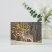 黄秋の木の前の鹿 ポストカード (スタンド正面)