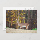 黄秋の木の前の鹿 ポストカード (正面/裏面)
