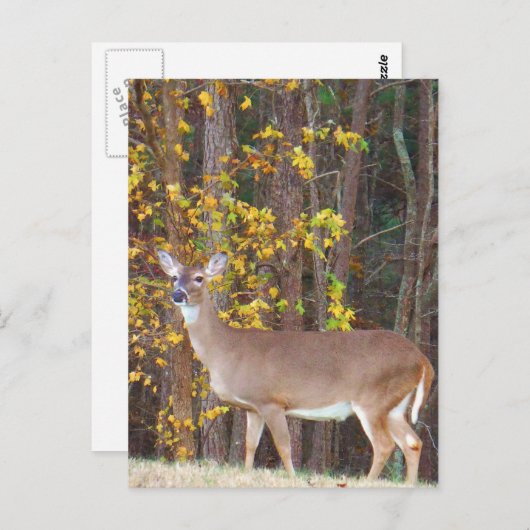 黄秋の木の前の鹿 ポストカード (正面/裏面)