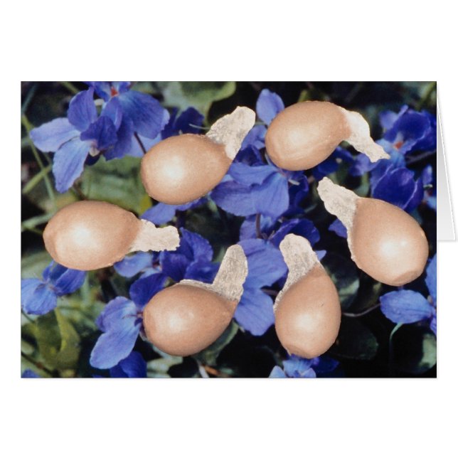 黄色いすみれ色の種(ビオラのpapilionacea)の花 (正面横)