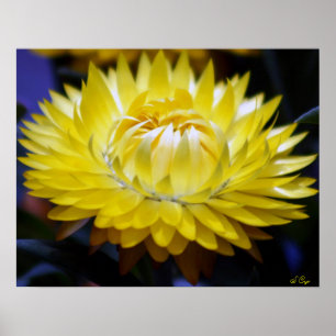 黄色いちごポスターS Cyr ポスター