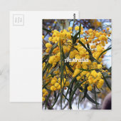 黄色いオーストラリアのガラガラの木の花 ポストカード (正面/裏面)