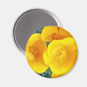 黄色いカリフォルニア産のケシで花をフル開花 マグネット (正面/裏面)