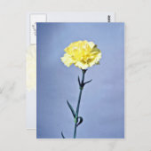 黄色いカーネーションの花 ポストカード (正面/裏面)