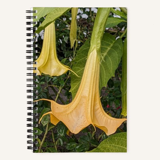 黄色いキダチチョウセンアサガオの花 ノートブック (正面)