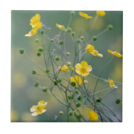 黄色いキンボウゲ タイル