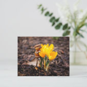 黄色いクロッカスの花の春を持つコーン小妖精や小人 ポストカード (スタンド正面)
