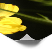 黄色いコスモスの花 ポスター (角)