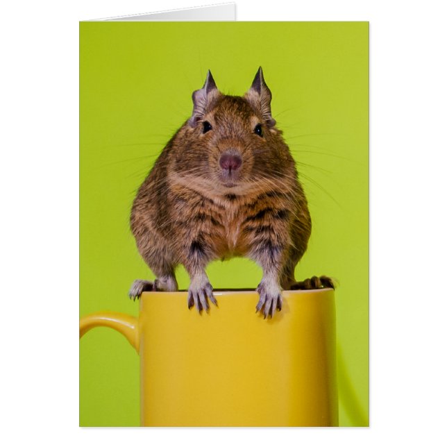 黄色いコップのDegu (正面)