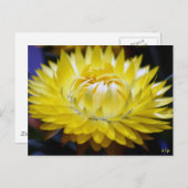 黄色いコーンフラワー ポストカード (正面/裏面)