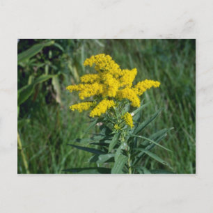 黄色いゴールデンロッド(Solidago Sp.)花 ポストカード