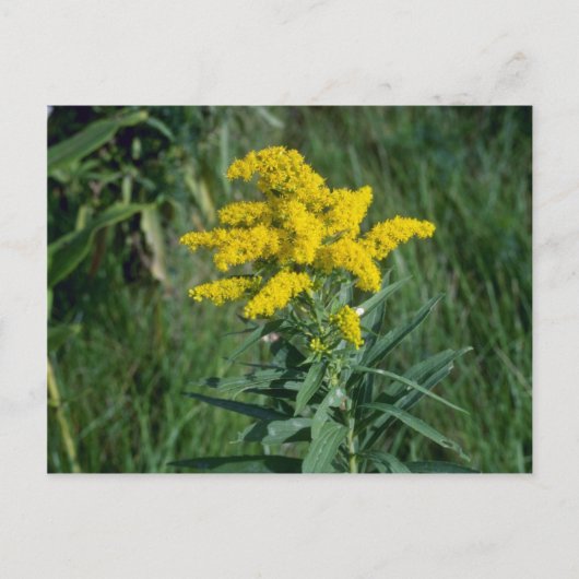 黄色いゴールデンロッド(Solidago Sp.)花 ポストカード (正面)